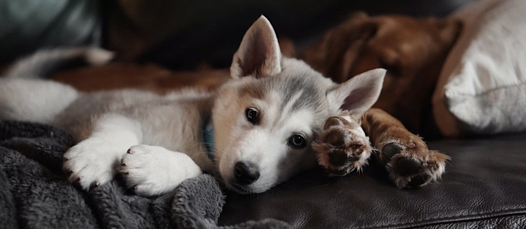 VOLEZ AVEC VOS ANIMAUX DE COMPAGNIE