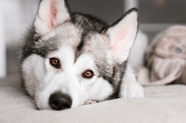 Vola con il tuo animale domestico