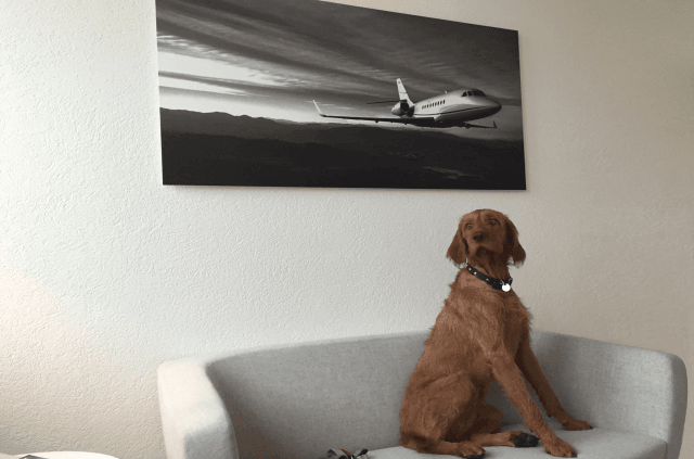 Flying together with your pet is now possible with Albinati Aeronautics